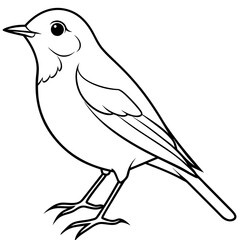 Robin line art vector illustration svg file