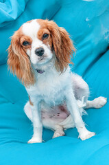 Fototapeta premium Front view, medium distance of, Cavelier King Charles Spaniel puppy, floating on blue pool mattress, in tropical pool