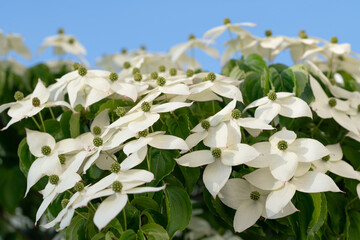 Several flowers of the Japanese flowering dogwood 'Beni Fuji' (Cornus kousa) protrude sideways into the picture, against a green background. The flowers are wet from the rain.