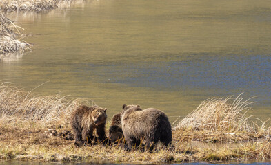 Grizzly Bear Sow and Cubs in Yellowstone Naitonal Park Wyoming in Springtime