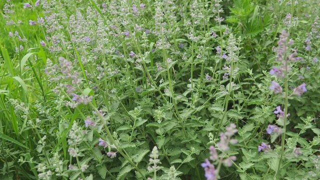 Nepeta faassenii, flowering plant catmint and Faassen's catnip. Parent species are Nepeta racemosa and Nepeta nepetella. Small showy, abundant, two-lipped, trumpet-shaped, soft lavender flowers