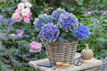 blaue Bauernhortensie Hydrangea macrophylla im Korb im Sommergarten
