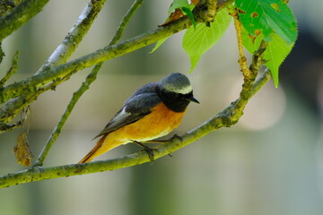Bird sitting on a branch. Redstart bird (Phoenicurus phoenicurus)