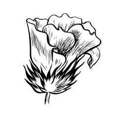 Cotton flower. Vector graphic illustration drawn by hand. A high-quality black and white image of a blooming flower, ideal for creating creative designs and artwork. Isolate on a white background.