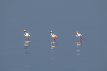 Beautiful three Flamencos in an equally spaced composition 