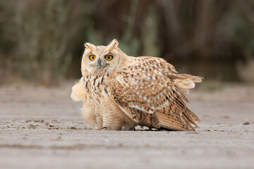 Beautiful Pharaoh Eagle Owl sitting on the ground inside the Kuwait Natural reserve