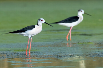 Beautiful black winged stilt in Kuwait Natural Reserve