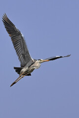 Beautiful birds in good background