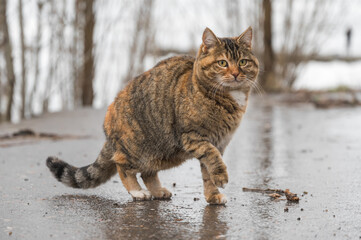 Adorable cat stands on the wet asphalt after the rain with its paw raised