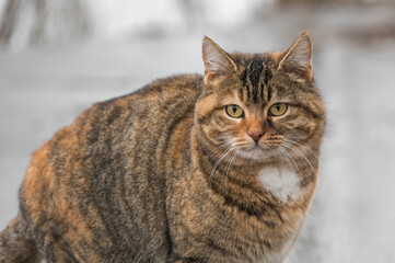 Adorable brown tabby cat posing for the camera.