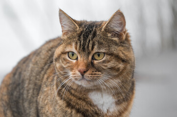 Adorable brown tabby cat posing for the camera.