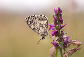 Motyl Polowiec szachownica (  Melanargia galathea ) na łące.