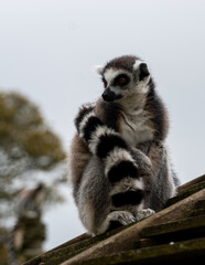 A portrait of a ring tailed lemur