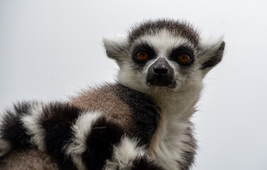 A portrait of a ring tailed lemur
