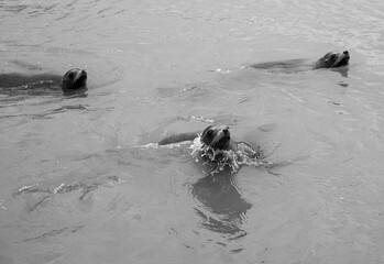 A photo of three Sealions swimming