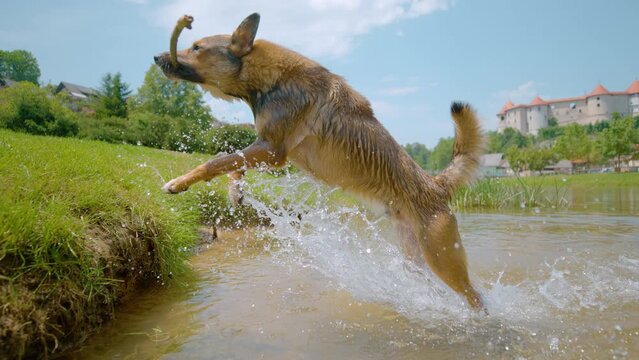 SLOW MOTION, TIME WARP, CLOSE UP: Brown coated dog jumps out of the river, carrying a stick in its mouth. Carefree puppy brings a stick out of refreshing stream while playing fetch on hot summer day.