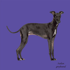 Obraz premium pet, animal, greyhound - isolated vector illustration