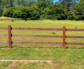 Two Acorn Woodpeckers (Melanerpes formicivorus) Resting on a Horse Paddock Fence at Point Reyes National Seashore Park, California. Green Pasture and Trees in the Background. 