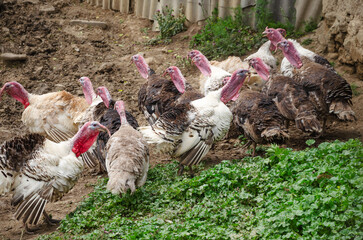 a herd of turkeys walking along the road