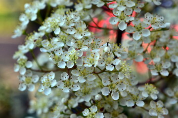 Kleine weiße Blüten eines Spierstrauchs