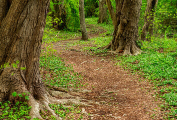 footpath in the forest