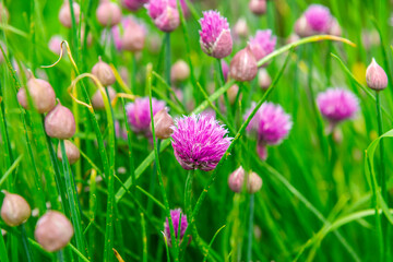 pink flowers in the grass