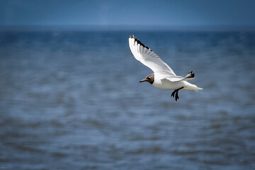 Black-headed gull flying over the North Sea
