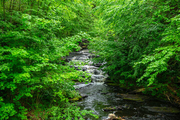 waterfall in the forest