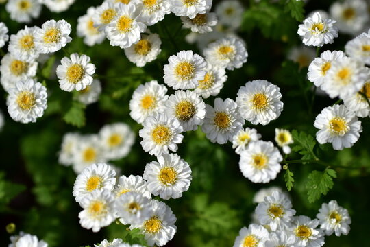 Wei&szlig;e Mutterkraut-Bl&uuml;ten im Fr&uuml;hling