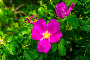 Sea rose at the beach