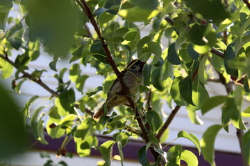 A sparrow sits on a tree with green leaves on a summer day.