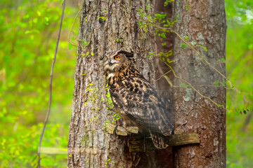 great horned owl