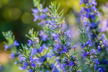 Detailed view of blooming Rosemary plant