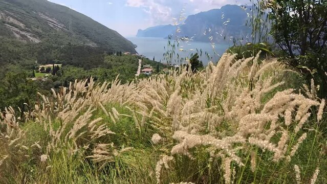 The melica ciliata plants dance in the wind in front of Lake Garda, Trentino, Italy