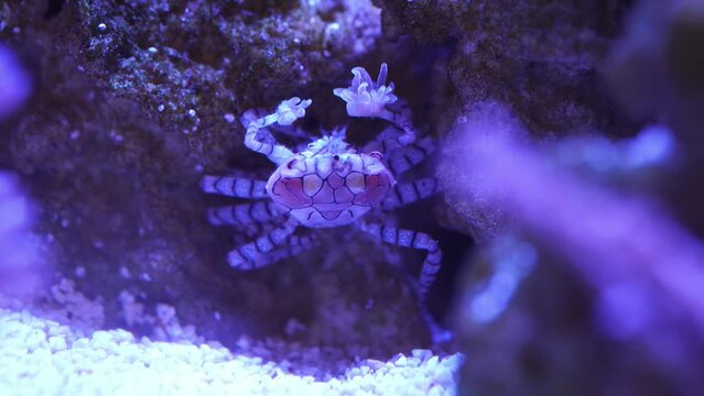 Pom Pom Crab reef aquarium