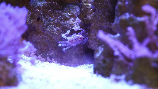 Pom Pom Crab reef aquarium