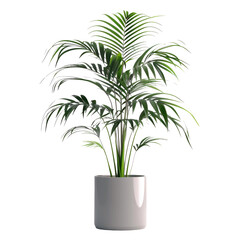 Kentia palm tree planted in containers. Indoor plant isolated on a transparent background.