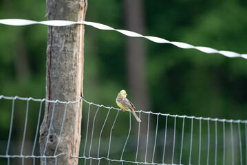 Trznadel 1 © Wojciech