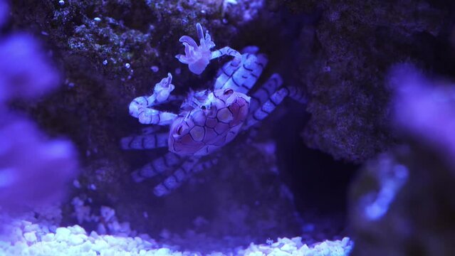 Pom Pom Crab reef aquarium