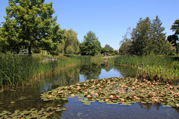 Fototapeta premium Summer landscape with blooming lotuses on he pond