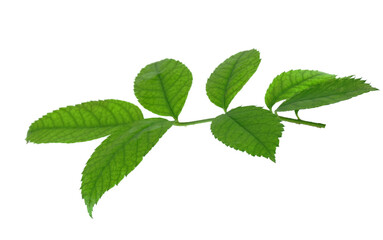 green spring leaves for design and decoration. Isolated on transparent, png. Fresh leaves. Foliage. Spring, summer.