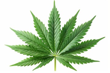 Cannabis Leaf Isolated on White Background