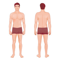 Male body. Full length front and back view of man In underwear