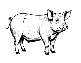 Fototapeta premium Engraved Illustration of a Vintage Farm Animal