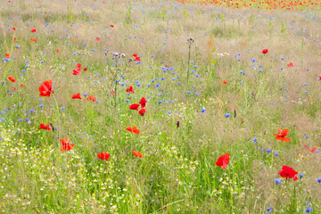 Fototapeta premium Nature-inclusive agriculture, a flowery meadow with all kinds of herbs, including cornflowers, Wild poppies, Chamomile and thistles