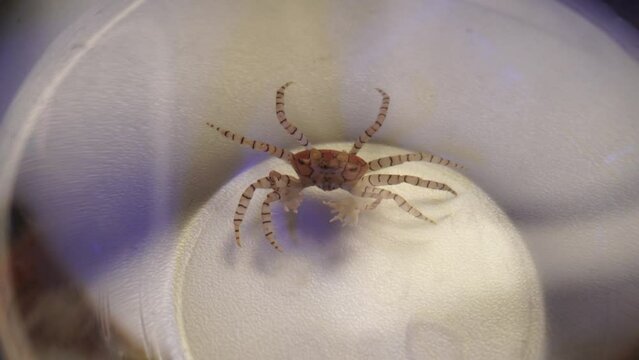 Pom Pom Crab reef aquarium