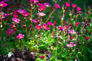 Fototapeta premium Floral beautiful background with flowering plants, macro, selective focus. Perennial flower saxifrage with crimson petals on an alpine garden. 