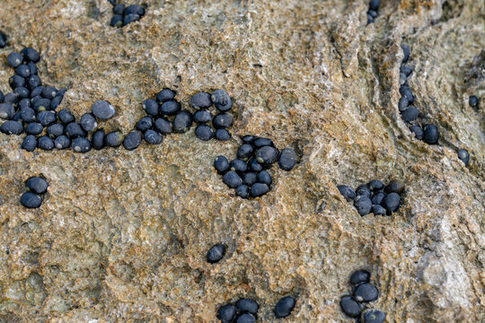 Nerita picea, also called Black Nerite or Pipipi in Hawaiian, is a species of marine gastropod mollusc in the family Neritidae commonly found in clusters on the high part of the intertidal zone. Oahu