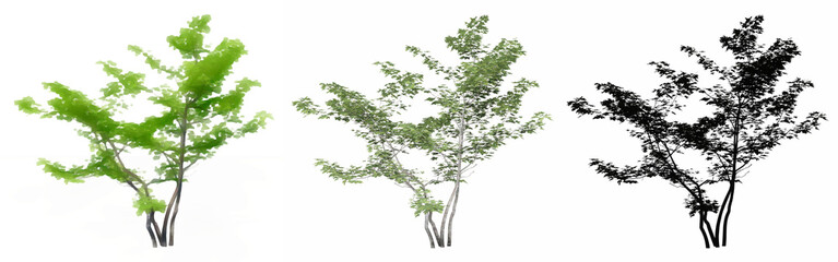 Set or collection of Mountain Maple trees, painted, natural and as a black silhouette on white background. Concept or conceptual 3d illustration for nature, ecology and conservation, strength, beauty