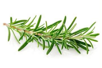 Fototapeta premium Isolated rosemary sprigs on white background Design element for labels catalogs web